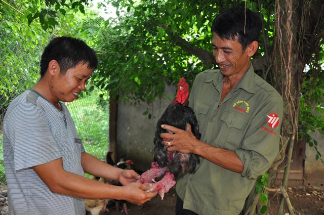 chiem nguong ga dong tao co vay, mong rong quy hiem - 8