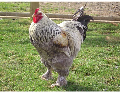 Lông phủ kín cơ thể xuống tận móng chân, nhìn tổng thể gà Brahma như con chó Ngao Tây Tạng hơn là một chú gà.