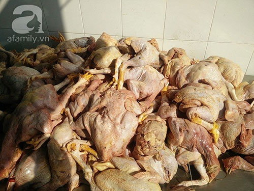 
Hàng tấn thịt gà bốc mùi, đổi màu như thế này sẽ được bán cho các quán ăn để chế biến món cơm gà xối mỡ
