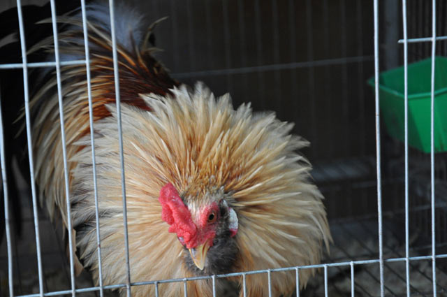 chiem nguong ga quy thuan chung duoi dai ca met gia nghin do hinh anh 9