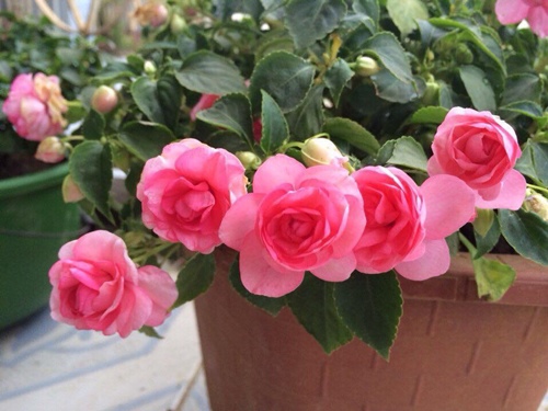 Những ng&agrave;y nghỉ cuối tuần, chị d&agrave;nh thời gian chăm s&oacute;c v&agrave; ngắm vườn hoa