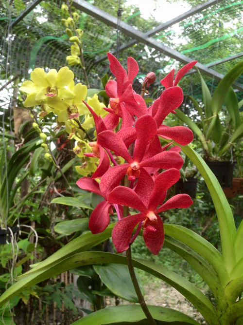 Hoa lan chủ yếu treo theo hướng mặt trời mọc, ở tr&ecirc;n c&oacute; lớp lưới mỏng để tr&aacute;nh &aacute;nh nắng