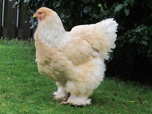 Gà Brahma là một giống gà lớn với một vóc dáng thẳng đứng oai vệ và một cái đầu to. Chân gà mạnh mẽ với bộ lông dày và mềm mại phủ xuống tận ngón chân.