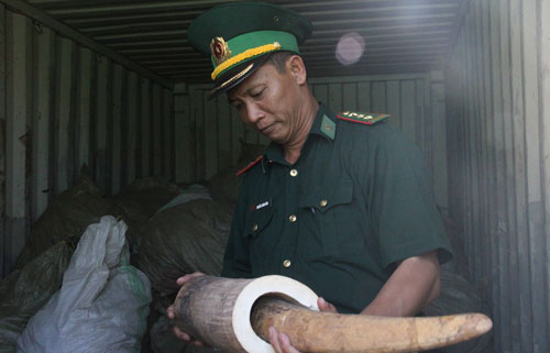 Lực lượng Hải quan kiểm tra số ngà voi và vảy tê tê thu giữ tại cảng Tiên Sa, Đà Nẵng (ảnh Tổng cục Hải quan cung cấp).