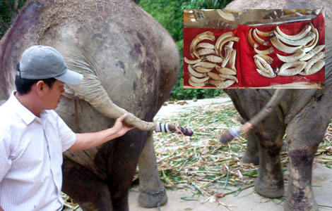 Hai con voi nhà anh Đại bị trộm chặt đứt đuôi. Những mặt hàng được cho là làm từ ngà voi, nanh lợn rừng được bày bán công khai ở Buôn Đôn (ảnh nhỏ của C. Tuân) Ảnh tư liệu