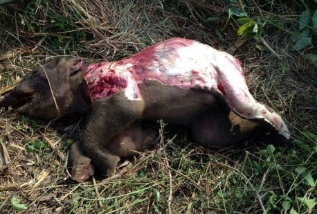 Một con voi rừng ở Đắk Lắk bị giết hại để lấy da (ảnh tư liệu)