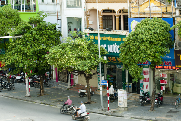 
Góc phố Nguyễn Chí Thanh được trồng cây hoa sữa với mật độ khá dày.
