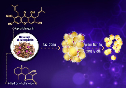 Tinh chất Belaunja và Mangastin có trong LIC giúp giảm tích tụ và tăng ly giải mỡ trắng hiệu quả cho một lộ trình giảm cân an toàn