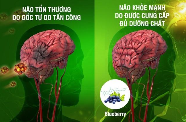 Sử dụng tinh chất thiên nhiên Blueberry có trong OTiV giúp kiểm soát gốc tự, phòng ngừa tai biến mạch máu não