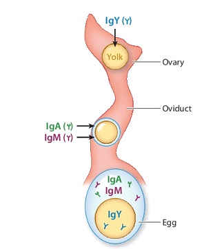 Minh họa sự phân bố các loại kháng thể trong trứng gà