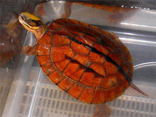 Rùa ba vạch hay còn gọi là rùa vàng là động vật quý hiếm được bảo vệ và cấm xâm hại.