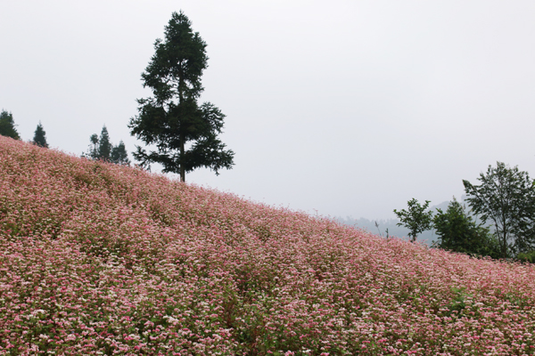 
Những cánh đồng hoa tam giác mạch tím hồng bát ngát cả sườn đồi.
