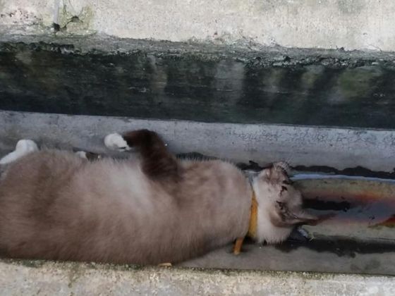 Chú mèo được phát hiện nằm chết tại 1 đường ống dẫn nước ở Yishun.