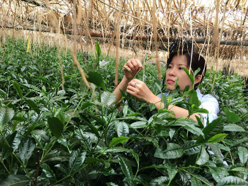 
Chị Nguyễn Thanh Nhung thăm các vườn chè của đối tác tại Nhật.
