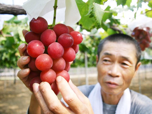 Ruby Roman là loại nho đắt giá nhất thế giới. (Ảnh: Greatideas)