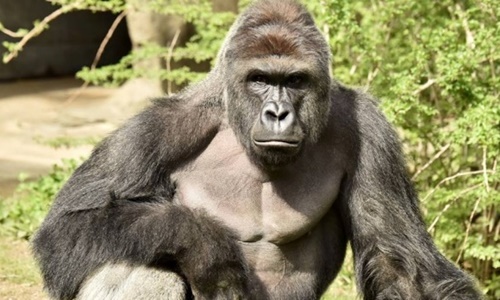 
Con khỉ đột Harambe bị bắn chết hôm 18/5. Ảnh: Cincinnati Zoo
