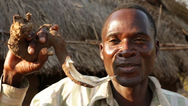 
Avina, một linh cẩu ở Malawi, nhiều lần được thu&ecirc; đưa c&aacute;c thiếu nữ v&agrave;o đời
