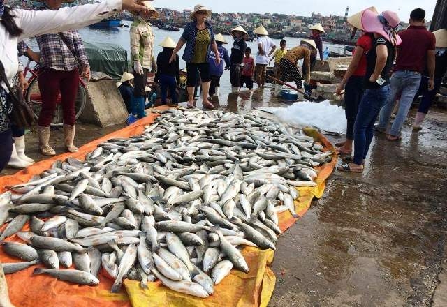 Hiện các đoàn chuyên môn đang lấy mẫu nước phân tích để tìm ra nguyên nhân cá chết hàng loạt tại Tĩnh Gia