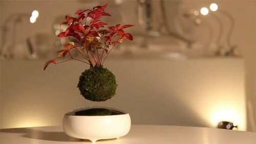 
Chậu cây bonsai bay lơ lửng trên không
