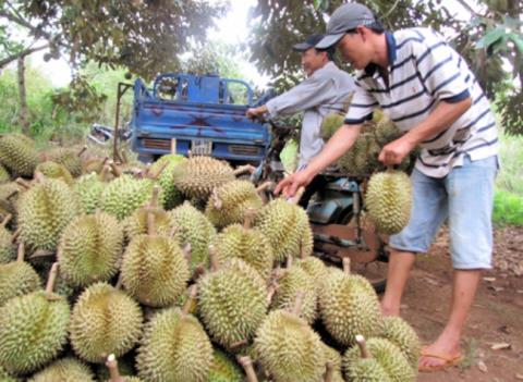 Sầu riêng là loại trái cây rất dễ bị ép chín bằng thuốc. (Ảnh minh họa)