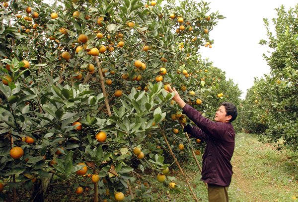 
Cam Cao Phong đặc sản của Hòa Bình đã hết mùa từ tháng 4
