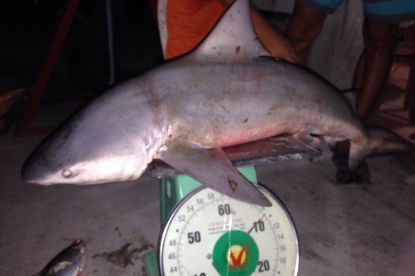 
Cá mập bắt được ở sông Vàm Cỏ. Ảnh facebook Sang Nguyen
