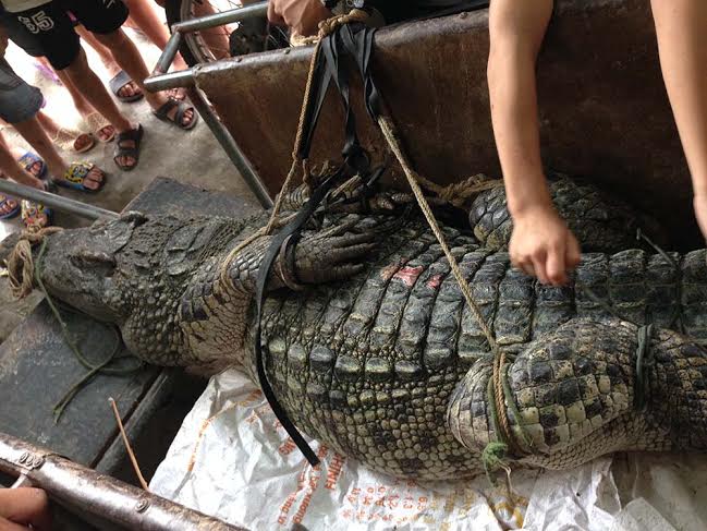Con cá sấu dài gần 3m, nặng hơn 70kg