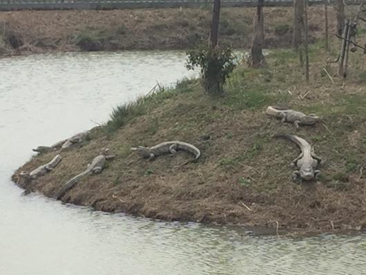 
Cá sấu tại một nông trang ở thị trấn Hoa Kiều. (Ảnh: Thepaper.cn)
