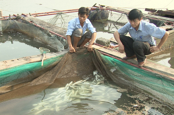 Vẫn chưa tìm ra nguyên nhân cá chết hàng loạt ở biển Vũng Áng. Nguồn: Tiền Phong