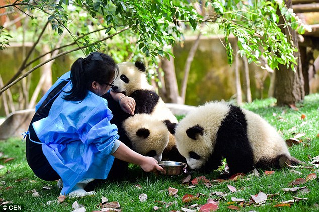 
Mei Yan cho gấu trúc con ăn trong trung tâm nuôi dưỡng gấu trúc lớn nhất thế giới.
