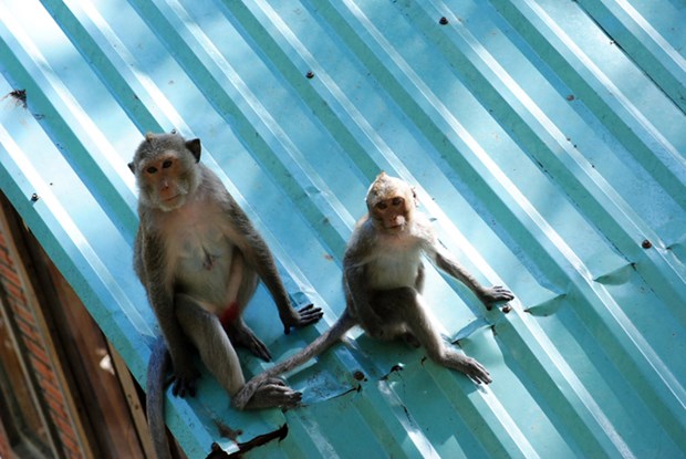 Thăm chùa khỉ ở Bà Rịa - Vũng Tàu - ảnh 5