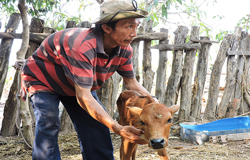 Chú bê một tháng tuổi của ông Phạm Bảo đang chết dần vì bò mẹ không có sữa uống. Ảnh: Thiên Thiên