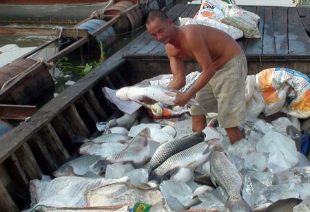 Một ngư dân chọn những con cá mới chết để ướp đá làm thực phẩm. Ảnh: K.T.
