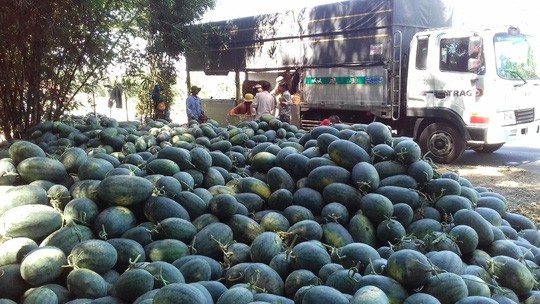 Hàng trăm tấn dưa hấu được người dân chất đống trên đường chờ bán nhưng không ai hỏi mua.