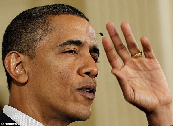 
Ông Obama được coi là vị tổng thống rất có duyên với con ruồi.
