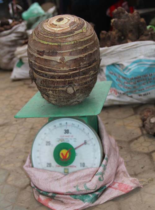 Củ khoai sọ khổng lồ có trọng lượng 5 kg.