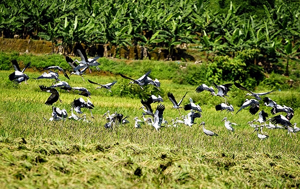 Đàn cò nhạn bay kiếm mồi ở khu vực xã Bản Qua, huyện Bát Xát (ảnh chụp ngày 31/5)