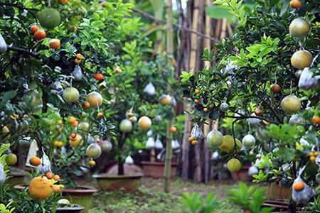 Vườn cây cho 10 loại quả của lão nông Lê Đức Giáp (thôn Bãi, xã Cao Viên, Thanh Oai, Hà Nội).
