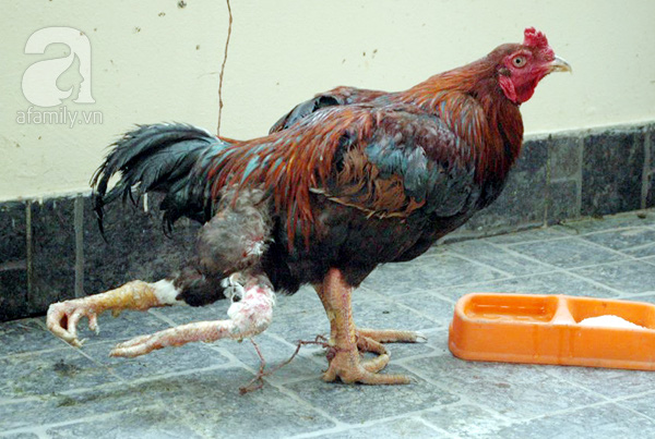 Chú gà trống chọi xuất hiện 4 chân độc nhất vô nhị tại Hà Nội.