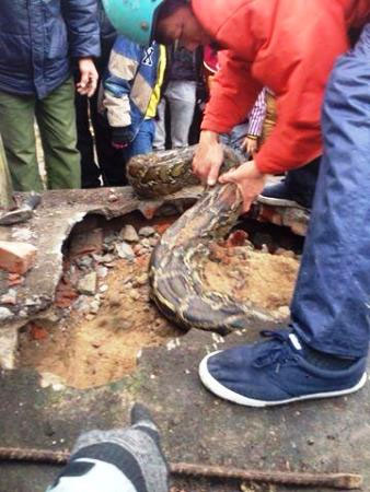 Người d&acirc;n đập mộ giải cứu con trăn bị mắc kẹt. Ảnh: CTV