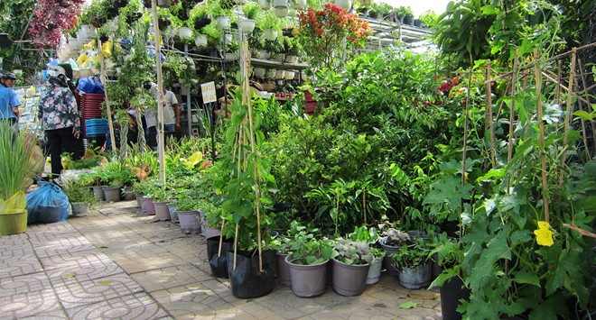 Những chậu rau đủ loại, được bày bán trên vỉa hè. Ảnh: Thái Nguyễn