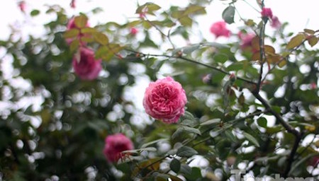 
Vài năm gần đây, giống hoa hồng cổ Sapa được rất nhiều người yêu cây ưa chuộng và săn tìm, dù giá của chúng không hề rẻ.
