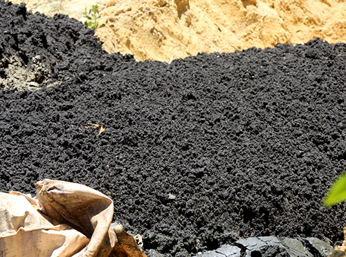 
Theo Giám đốc công ty môi trường thị xã Kỳ Anh, chất thải này là bùn đen, có thể tái sử dụng để trồng cỏ nuôi dê, nuôi bò. Ảnh: VnExpress
