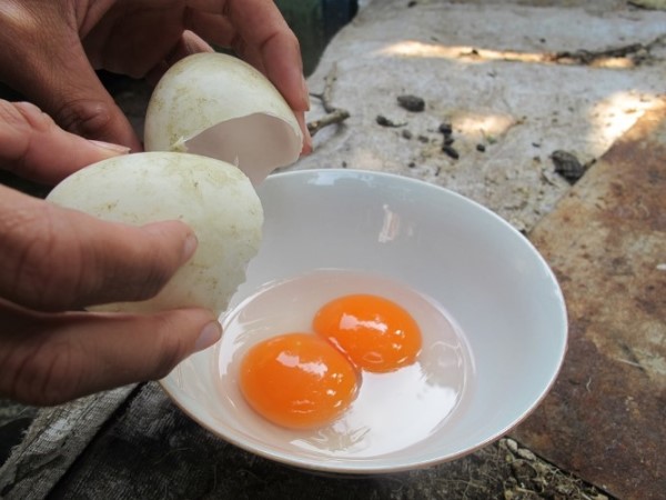 Quả trứng có hai lòng đỏ