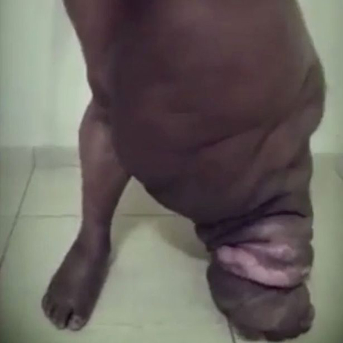 
Chân của Raimundo trước khi được điều trị. Ảnh: Animal Planet
