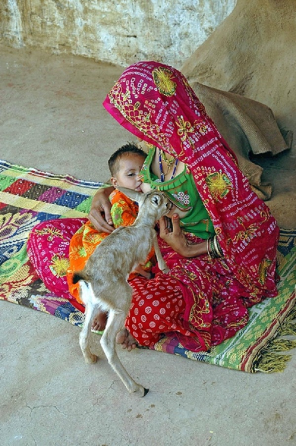 
Cô Mangi Devi đang cho con mình và một con hươu bú.
