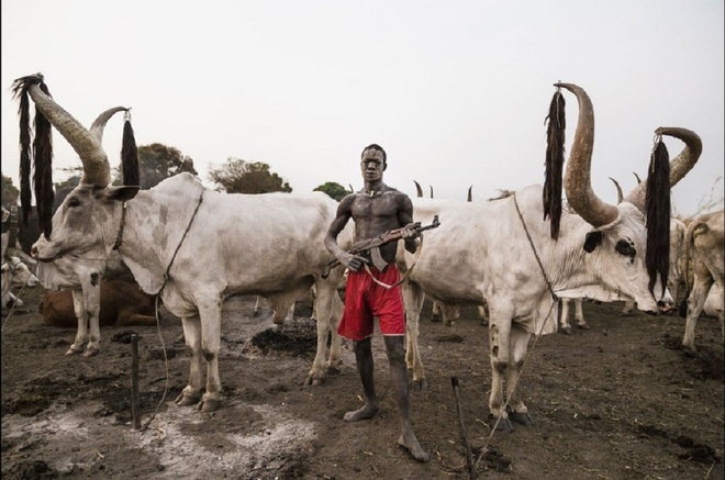 
Một người dân Mundari lăm lăm khẩu súng trường để bảo vệ đàn bò của mình.Nam Sudan là đất nước trẻ nhất thế giới khi mới giành được độc lập vào năm 2011 và kể từ đó đến nay, đất nước này đã thay đổi rất nhiều.Trong khi nhiều nơi tại Nam Sudan rơi vào nội chiến và mâu thuẫn chính trị thì bộ tộc Mundari vẫn đang sống bình yên với công việc quan trọng nhất là chăm sóc đàn gia súc.Tộc Mundari sống ở ven bờ sông Nile, xuôi về phía bắc thủ đô Juba. Cả cuộc đời của họ dường như chỉ để cống hiến cho việc chăm sóc đàn bò Ankole-Watusi quý giá. Bò Ankole-Watusi được vinh dự biết đến như là gia súc của những vị vua.
