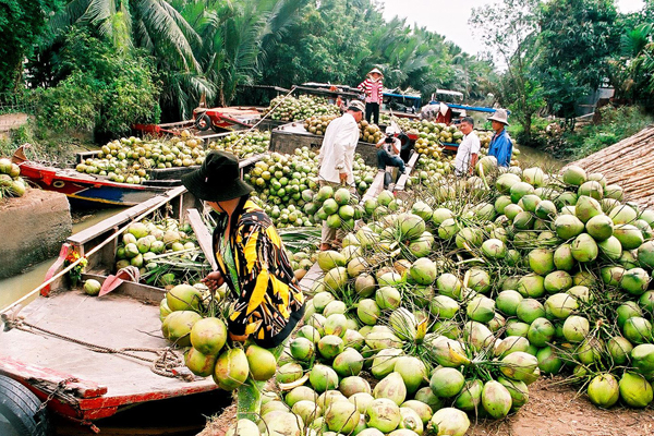 Dừa Bến Tre. Ảnh: goasiatravel.