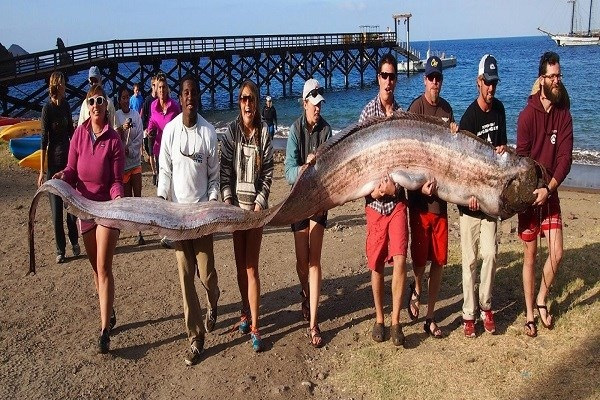 
Người Nhật Bản tin rằng, cá Oarfish xuất hiện ở bãi biển báo hiệu thế giới sẽ hứng chịu những trận động đất khủng khiếp. Các chuyên gia cho rằng, do sống gần đáy biển nên chúng nhạy cảm hơn với những chuyển động của đất so với những loài sống gần mặt biển. Tuy nhiên, việc loài cá này có khả năng dự báo động đất hay không vẫn chưa có nghiên cứu khoa học nào chứng minh được.
