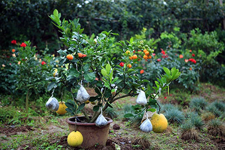 Sắc màu rực rỡ của các loại quả trong vườn cây nhà ông Giáp.